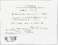 Taphrina jaczewskii image