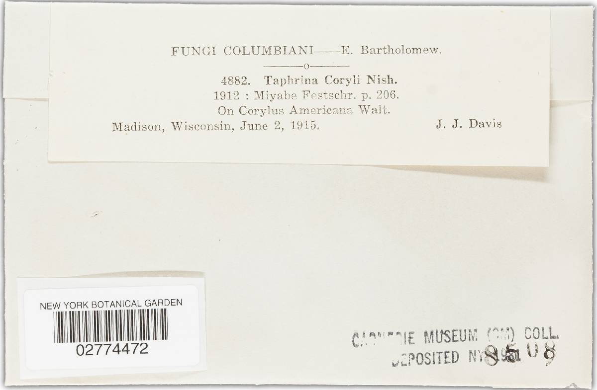 Taphrina coryli image