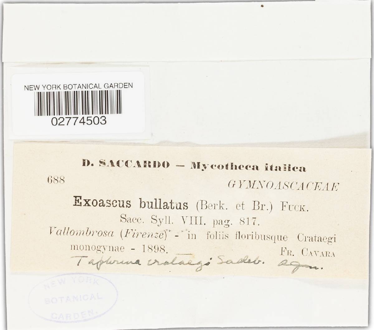 Taphrina crataegi image