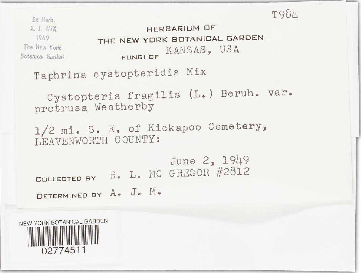 Taphrina cystopteridis image