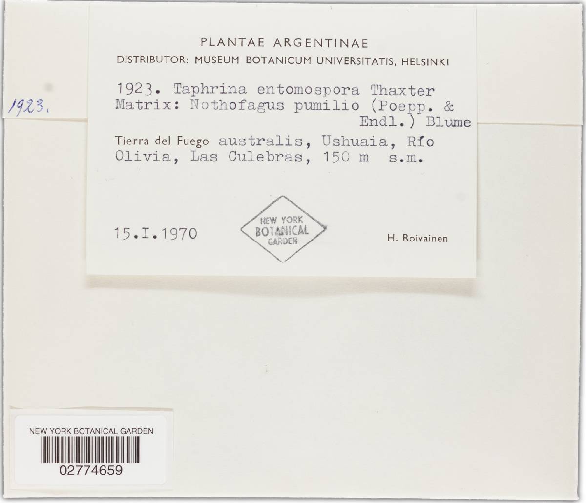 Taphrina entomospora image