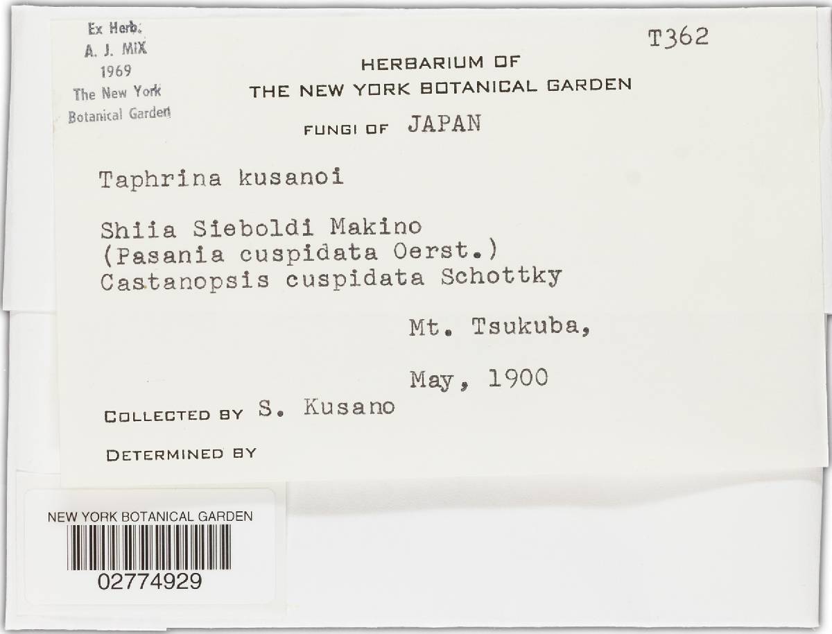 Taphrina kusanoi image