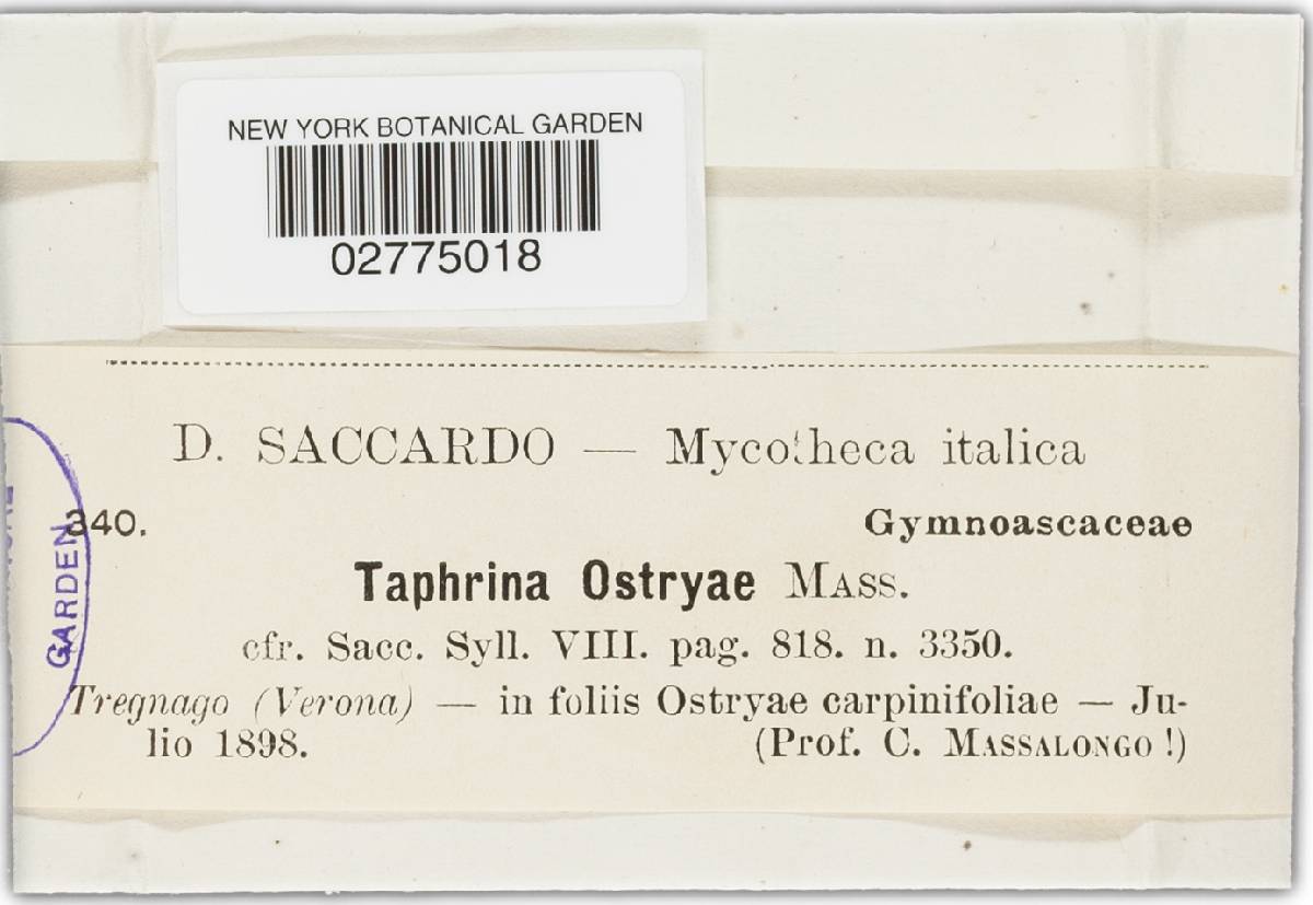 Taphrina ostryae image