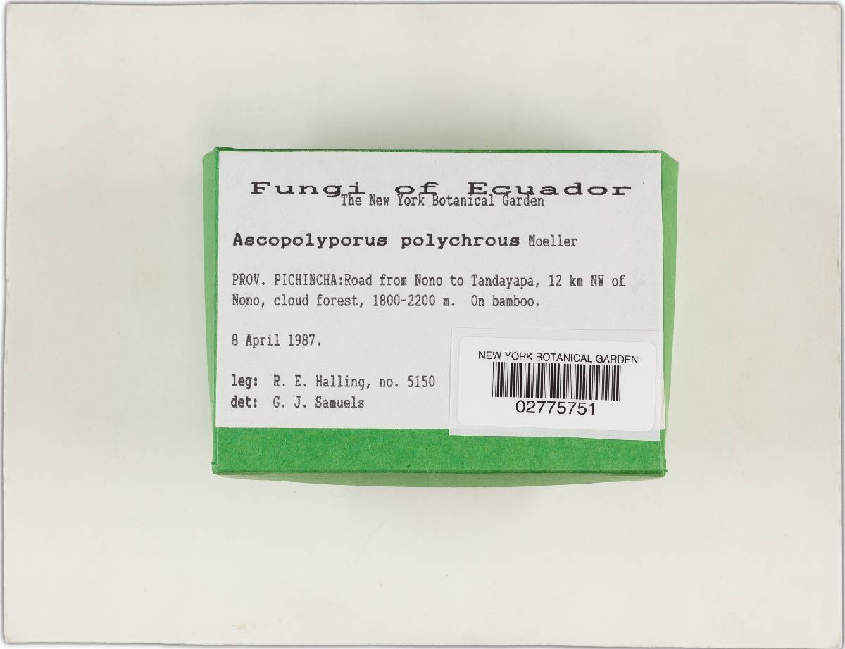 Ascopolyporus polychrous image
