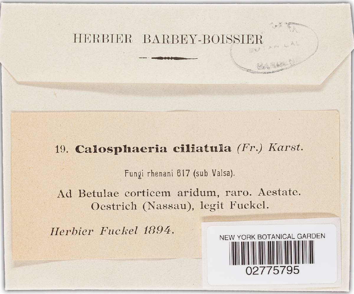 Calosphaeria ciliatula image
