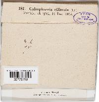 Calosphaeria ciliatula image