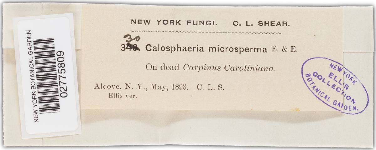 Calosphaeria microsperma image