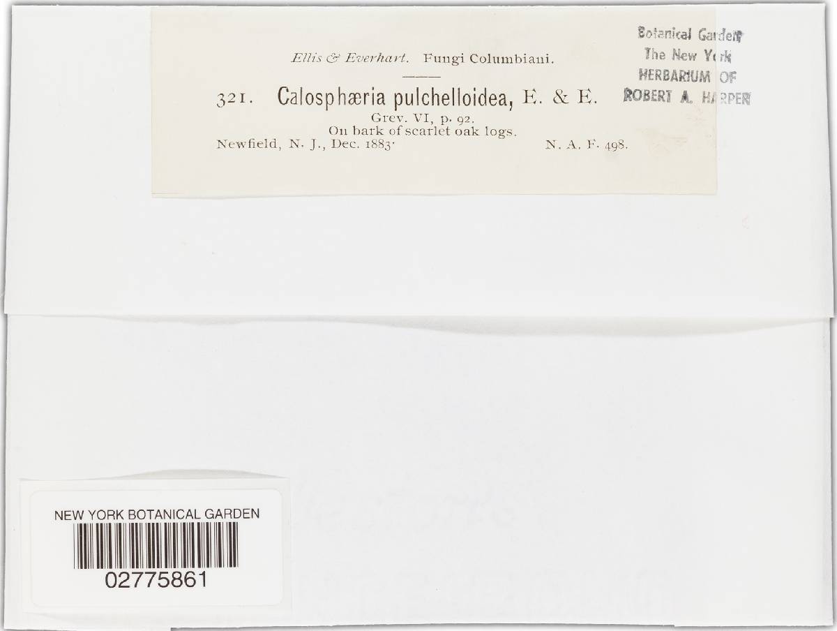 Calosphaeria pulchelloidea image