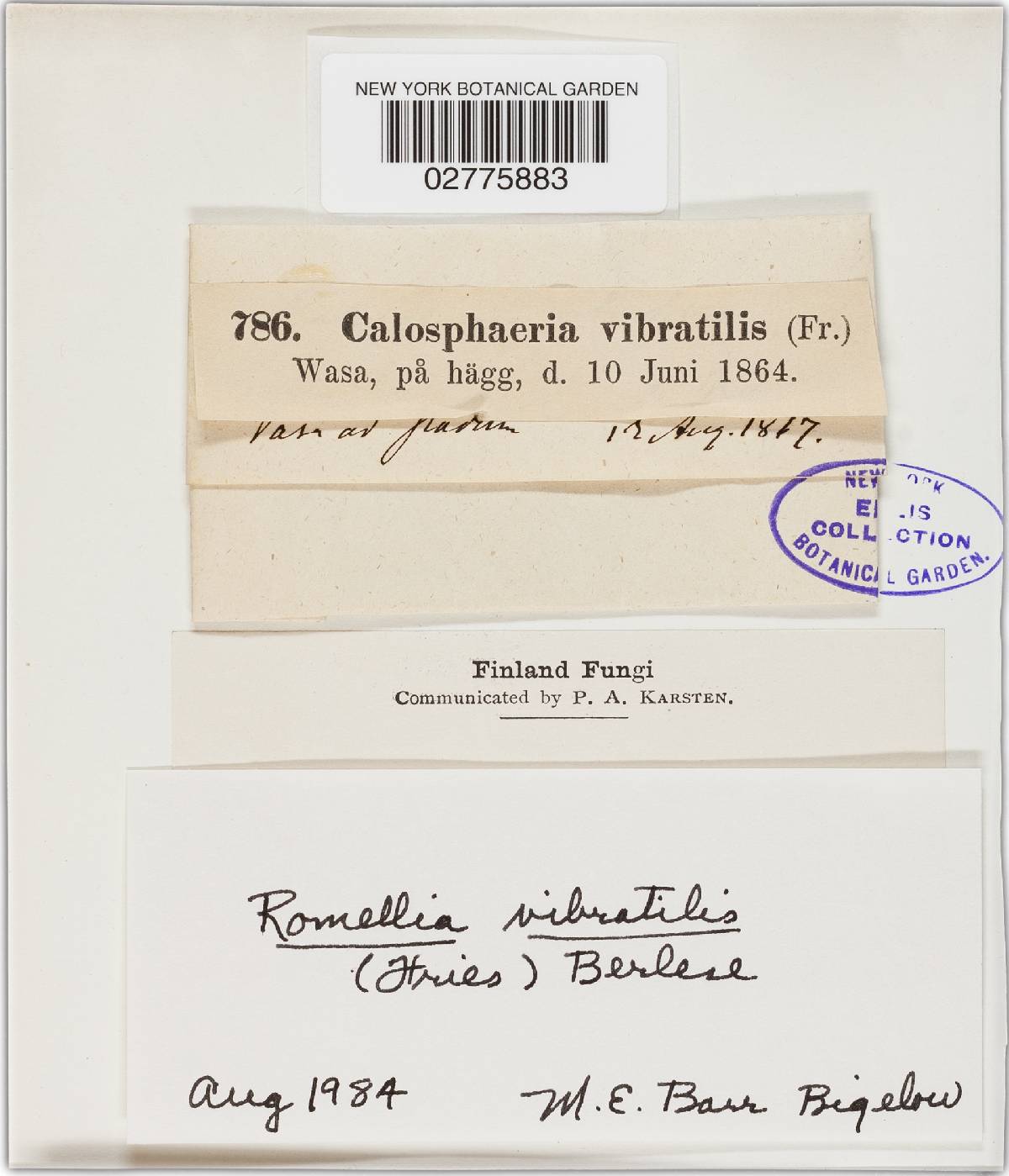 Togninia vibratilis image