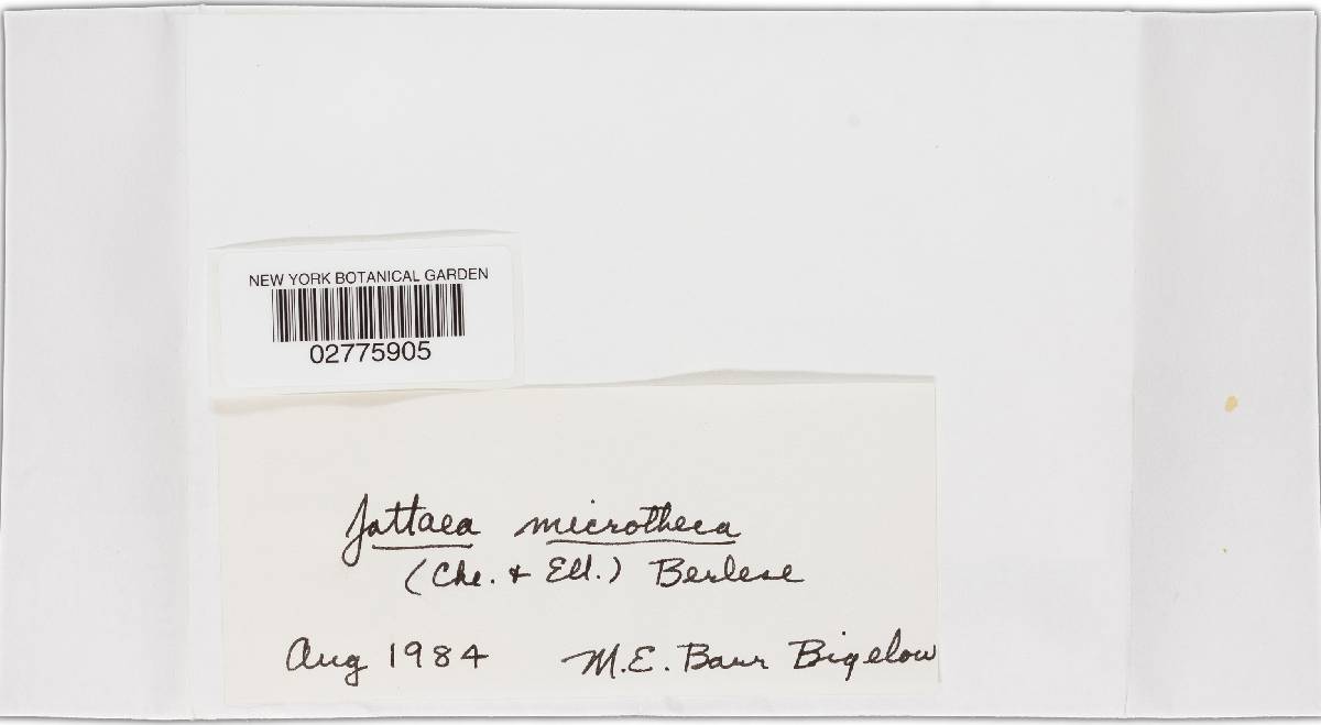 Jattaea microtheca image