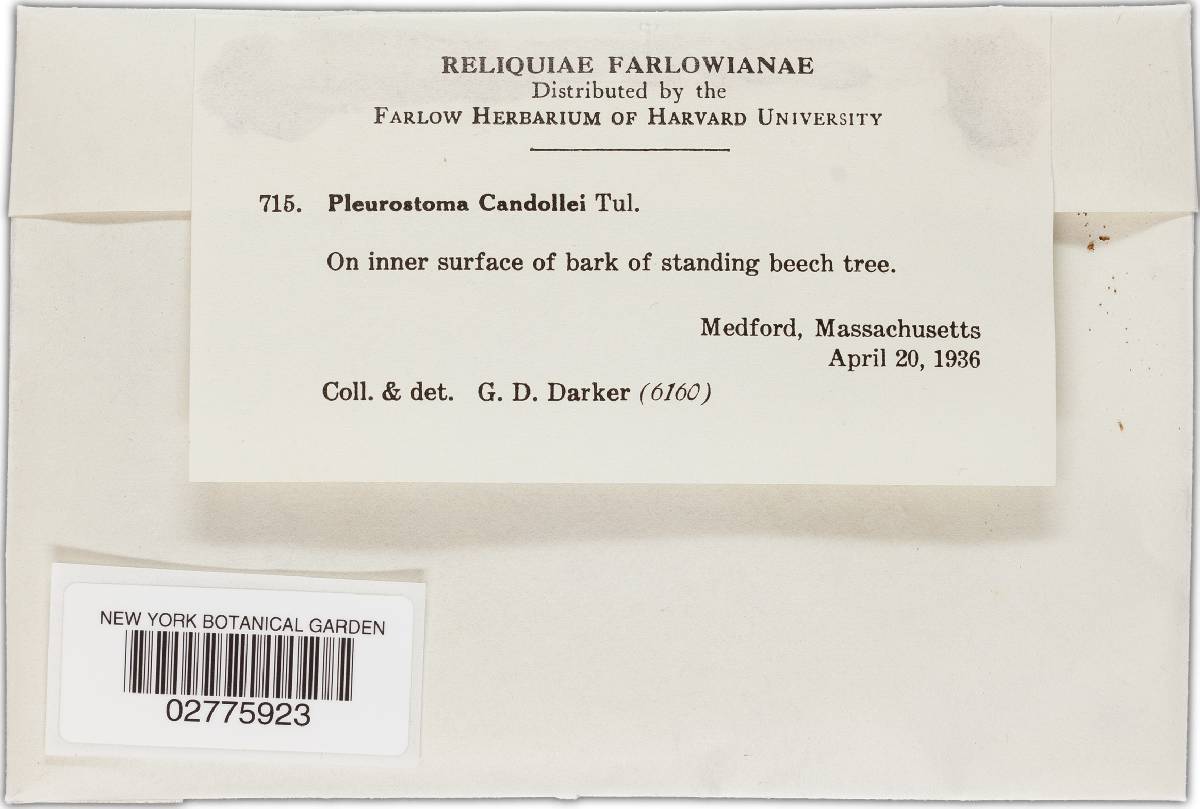 Pleurostomataceae image