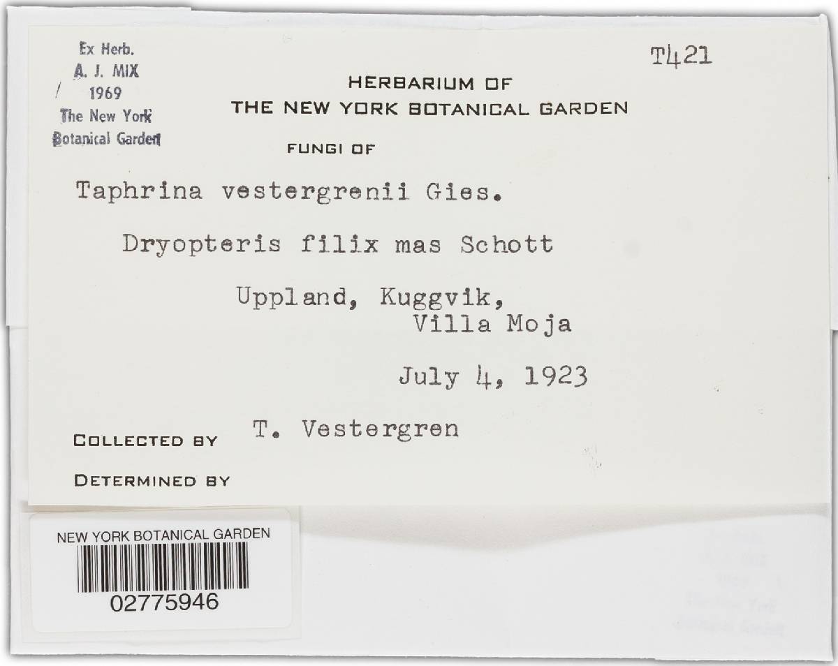 Taphrina vestergrenii image