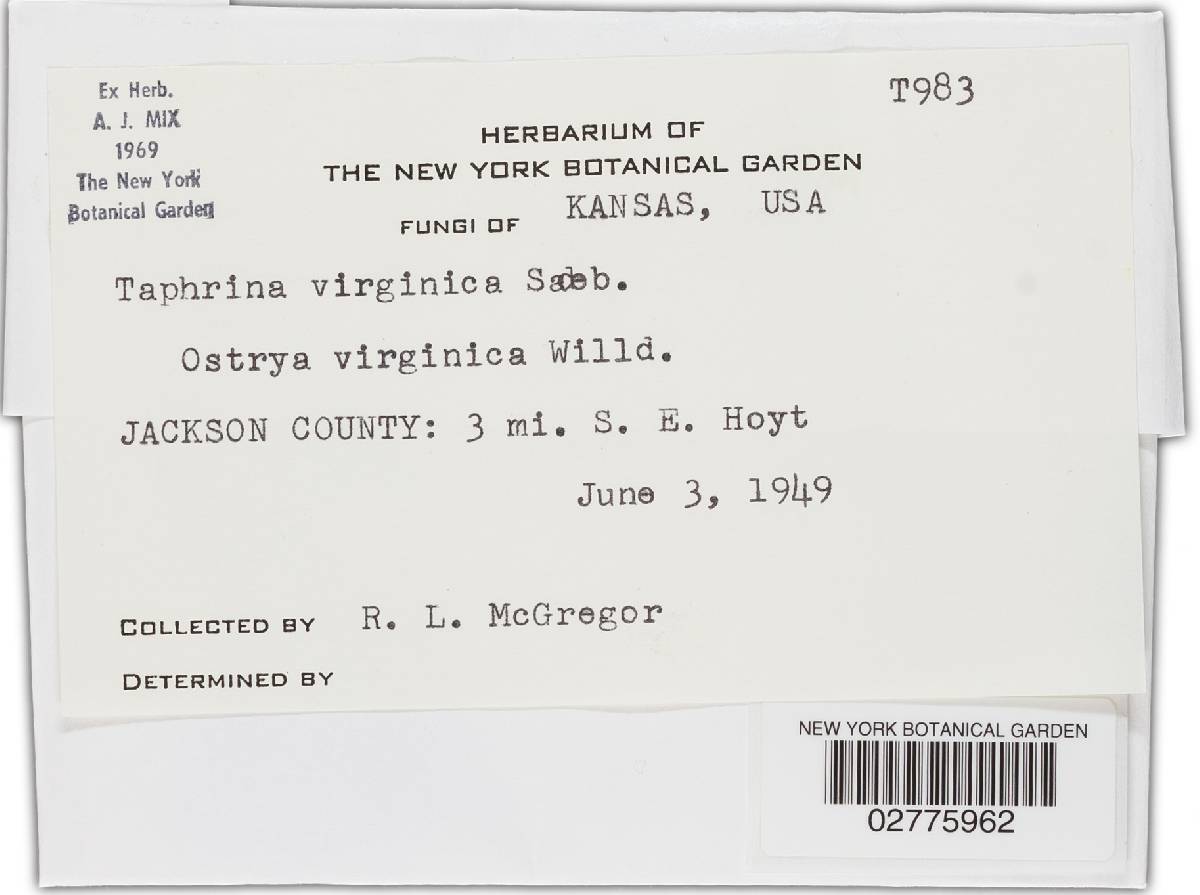 Taphrina virginica image