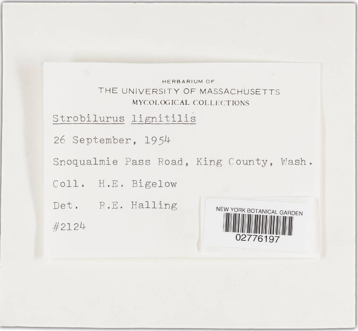 Strobilurus lignitilis image