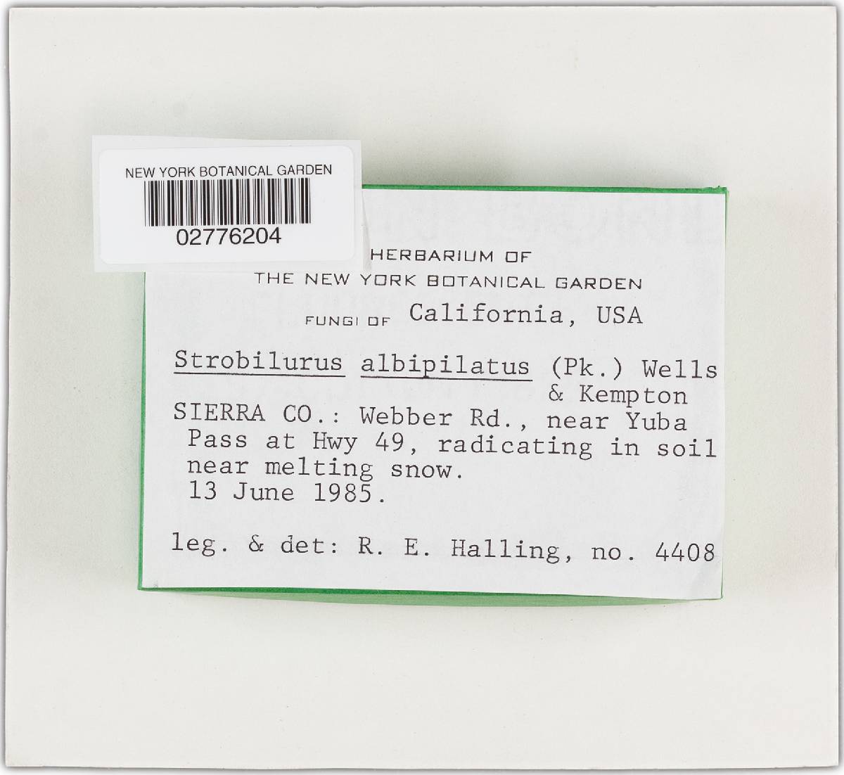 Strobilurus albipilatus image
