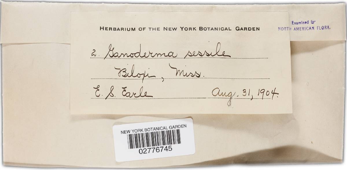 Ganoderma resinaceum image