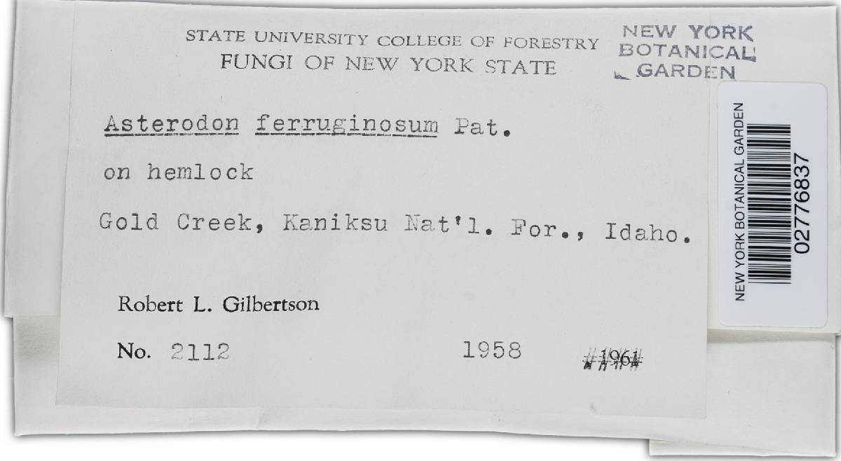 Asterodon ferruginosus image