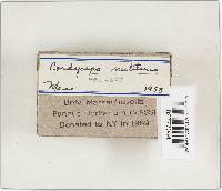 Cordyceps militaris image