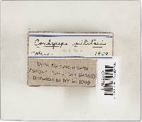 Cordyceps militaris image