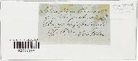 Claviceps purpurea image