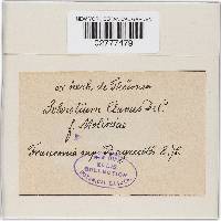 Claviceps purpurea image