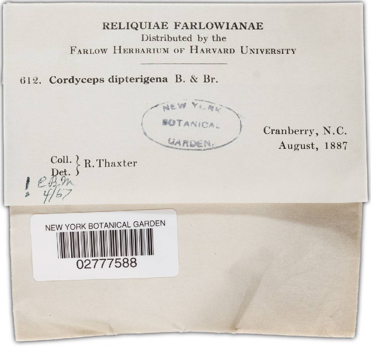 Cordyceps dipterigena image