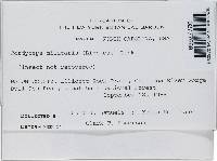 Cordyceps militaris image