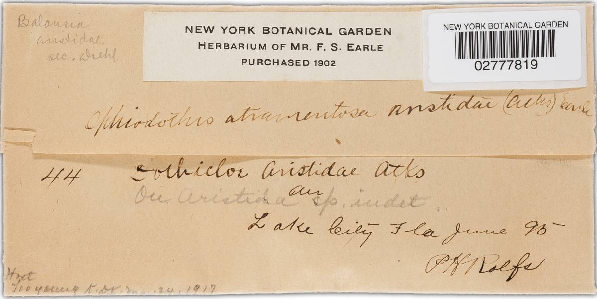 Balansia aristidae image