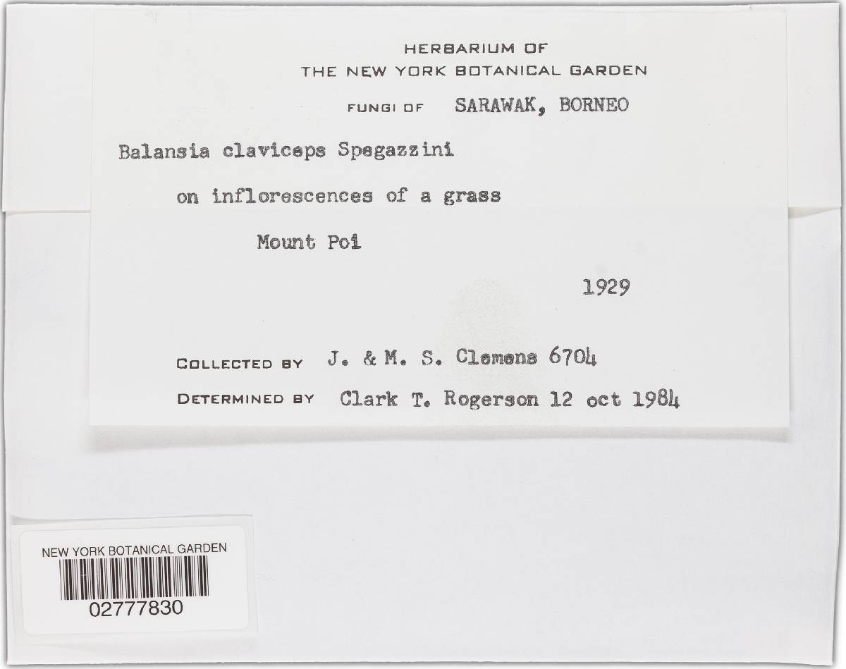 Balansia claviceps image