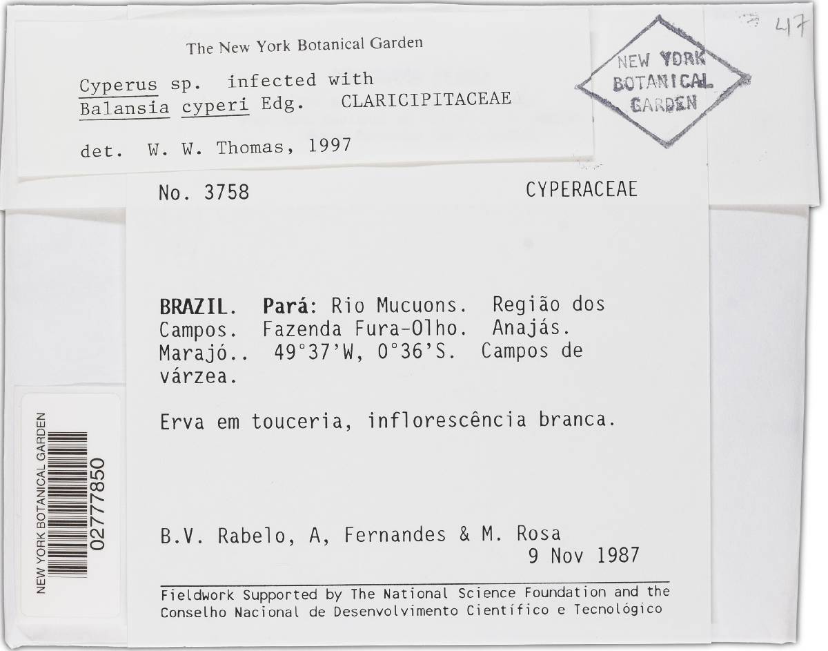 Balansia cyperi image