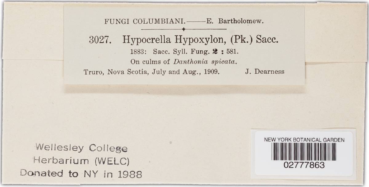 Atkinsonella hypoxylon image