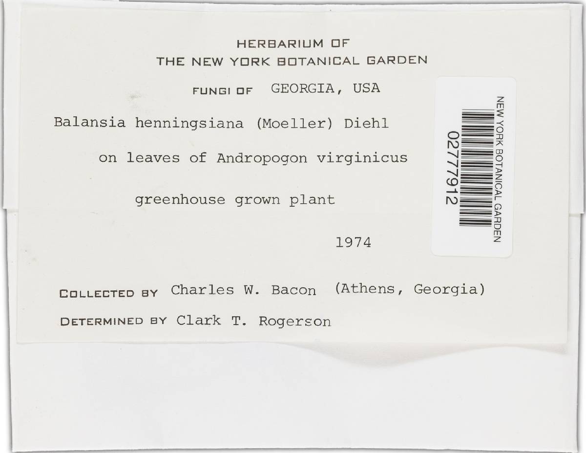 Balansia henningsiana image