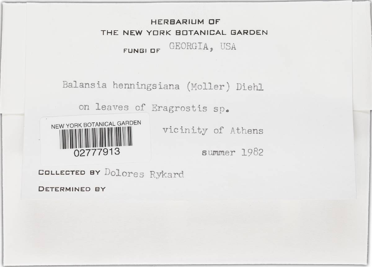 Balansia henningsiana image