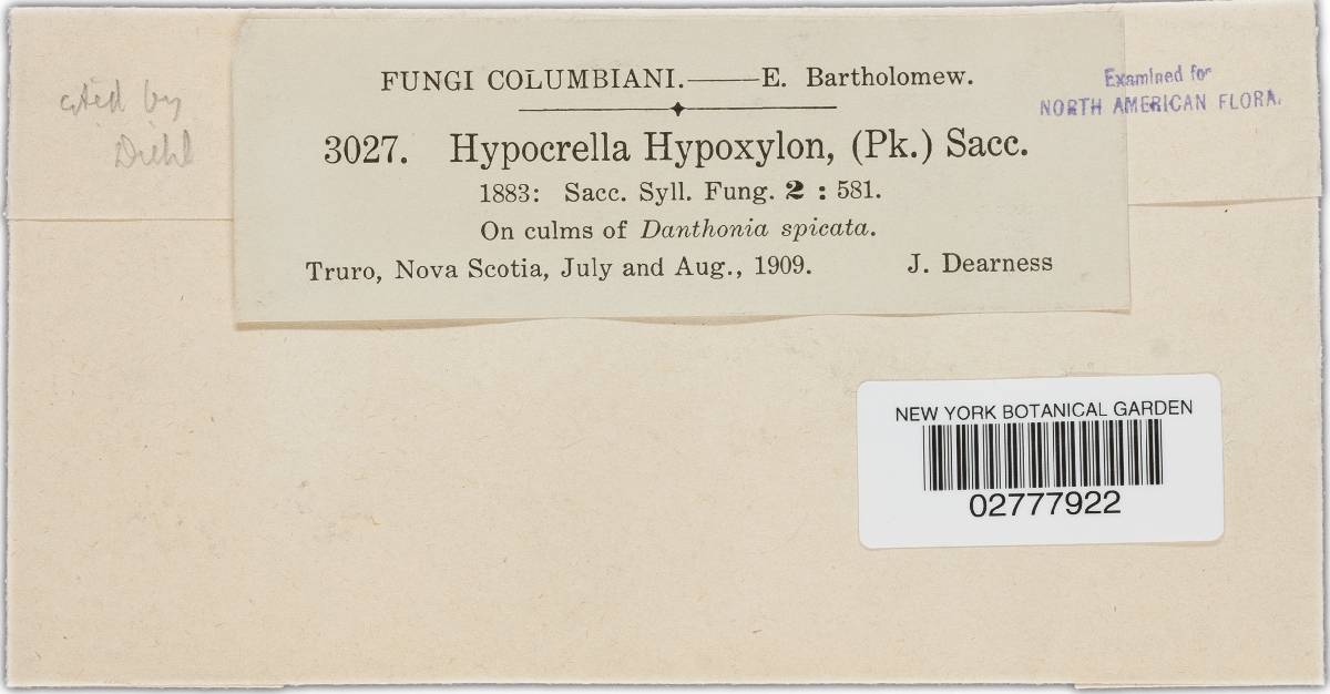 Atkinsonella hypoxylon image
