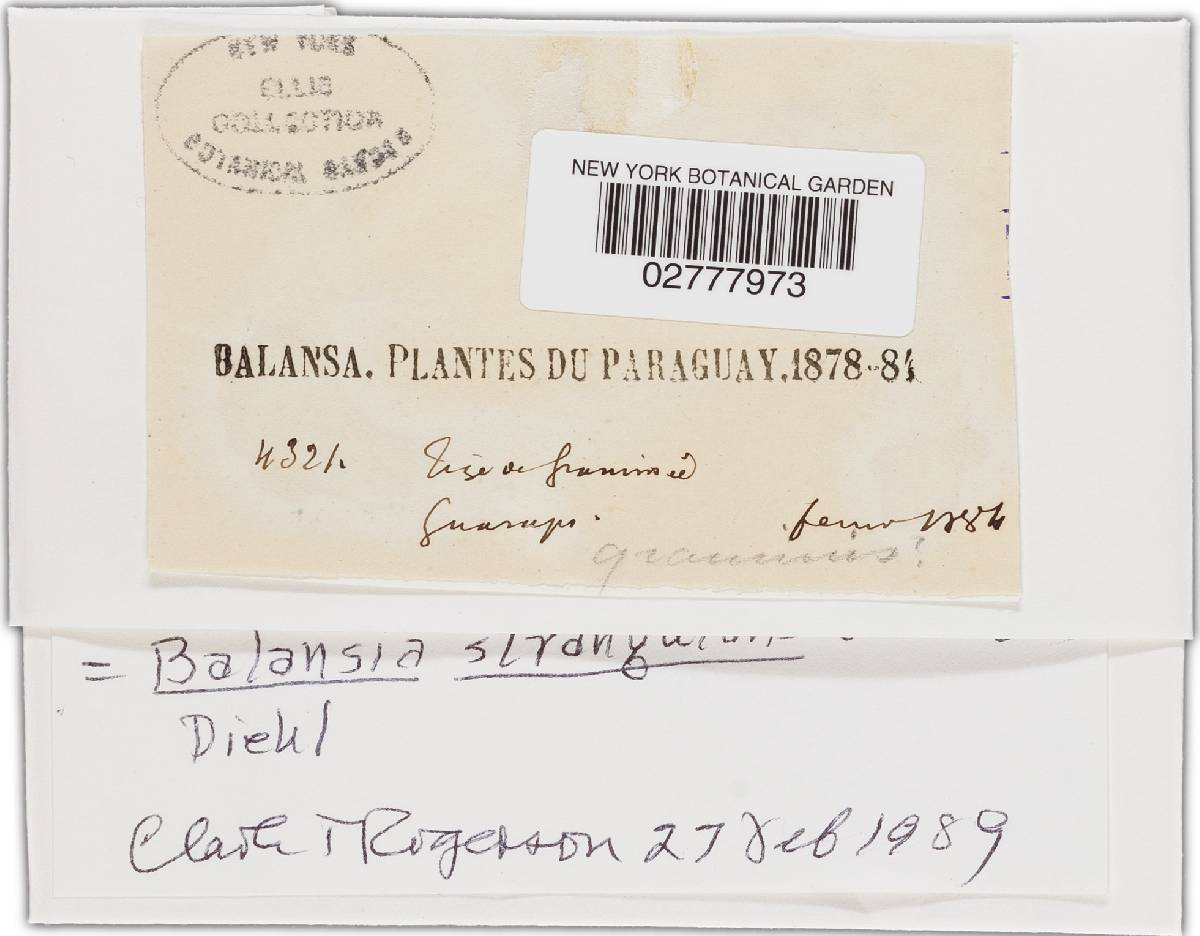 Balansia strangulans image