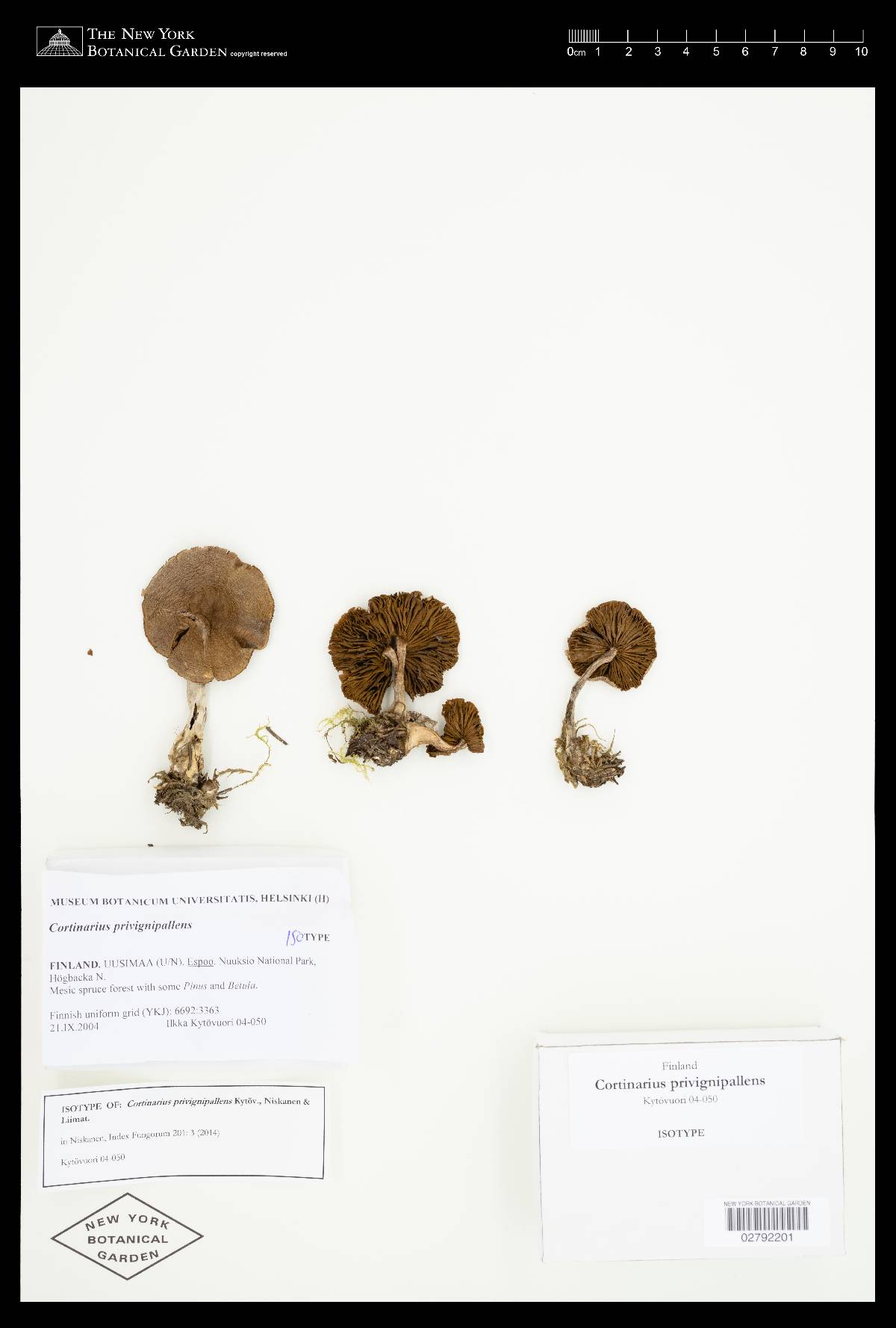 Cortinarius privignipallens image