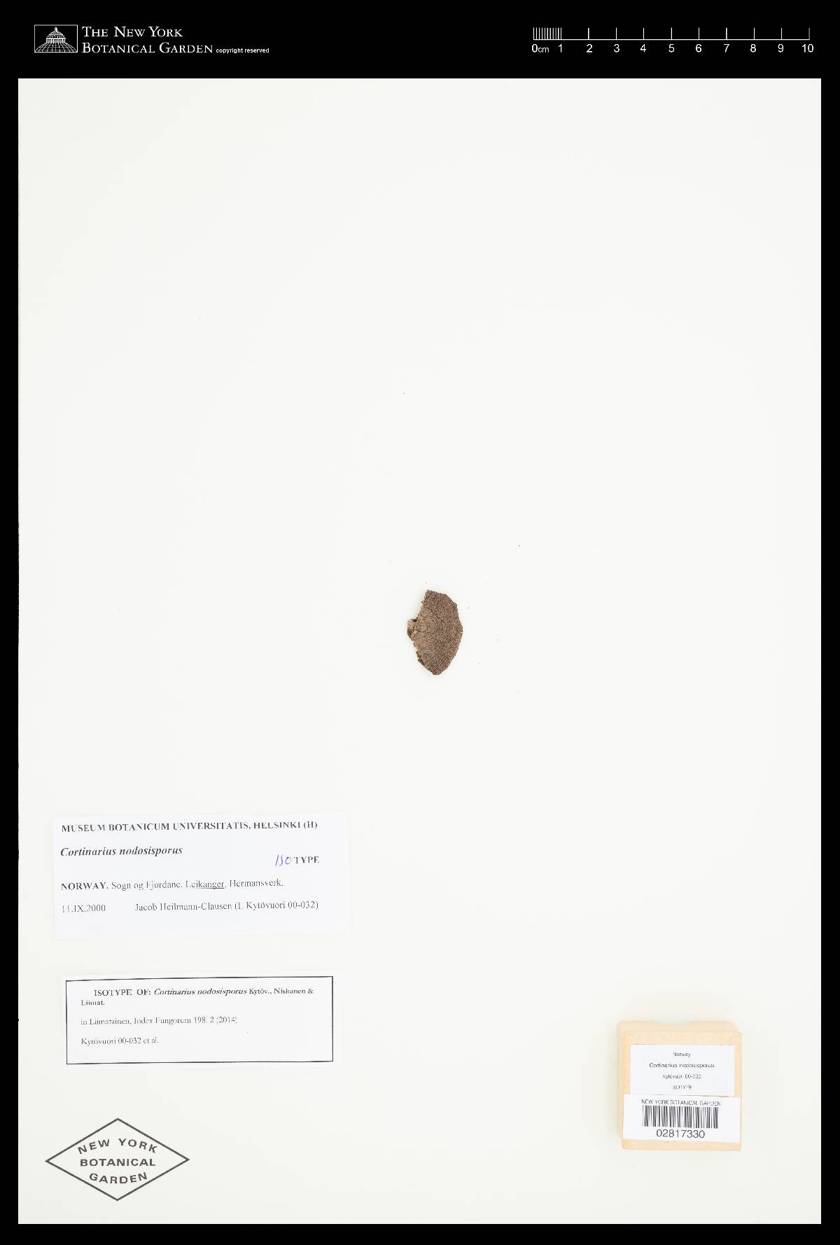 Cortinarius nodosisporus image