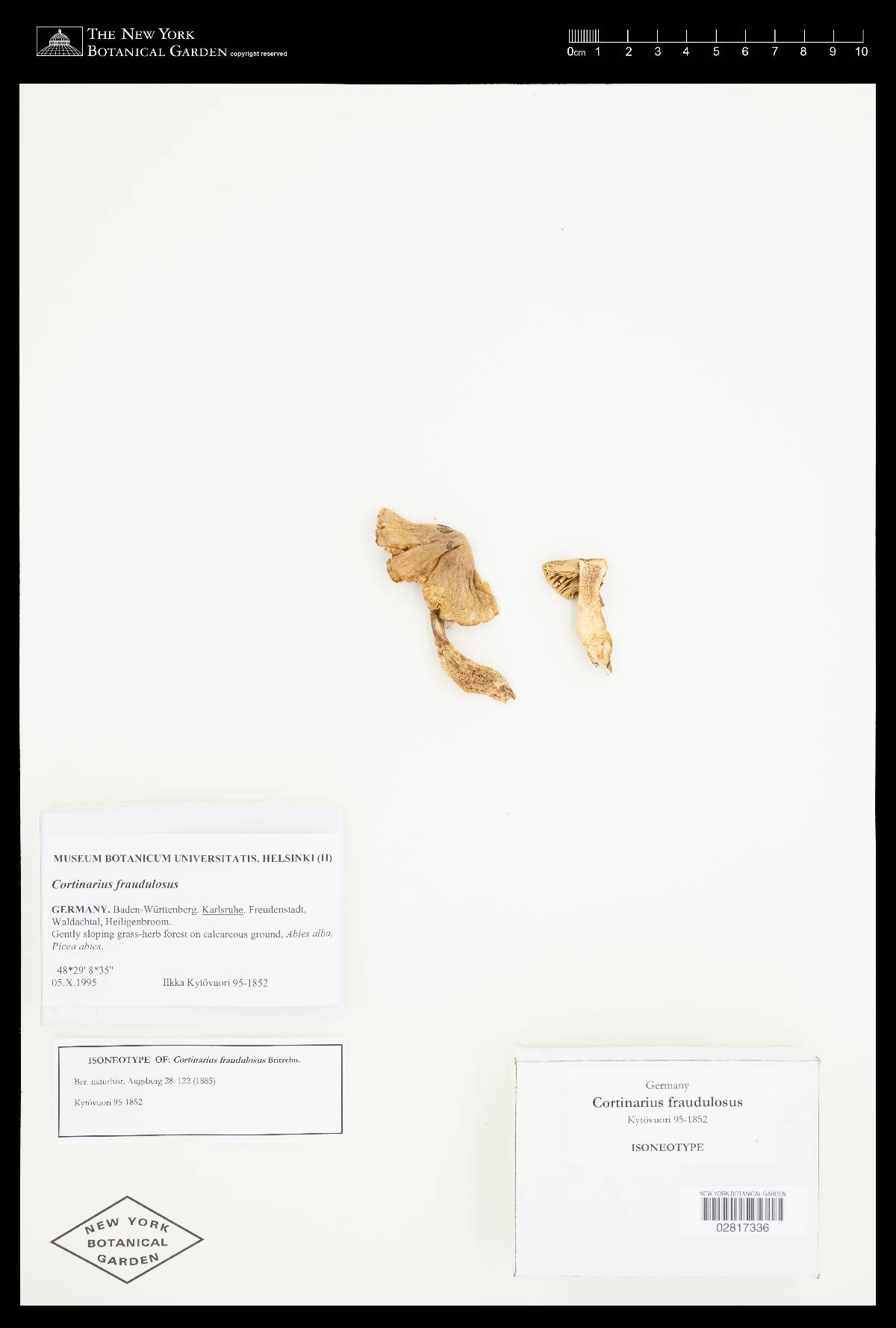 Cortinarius fraudulosus image