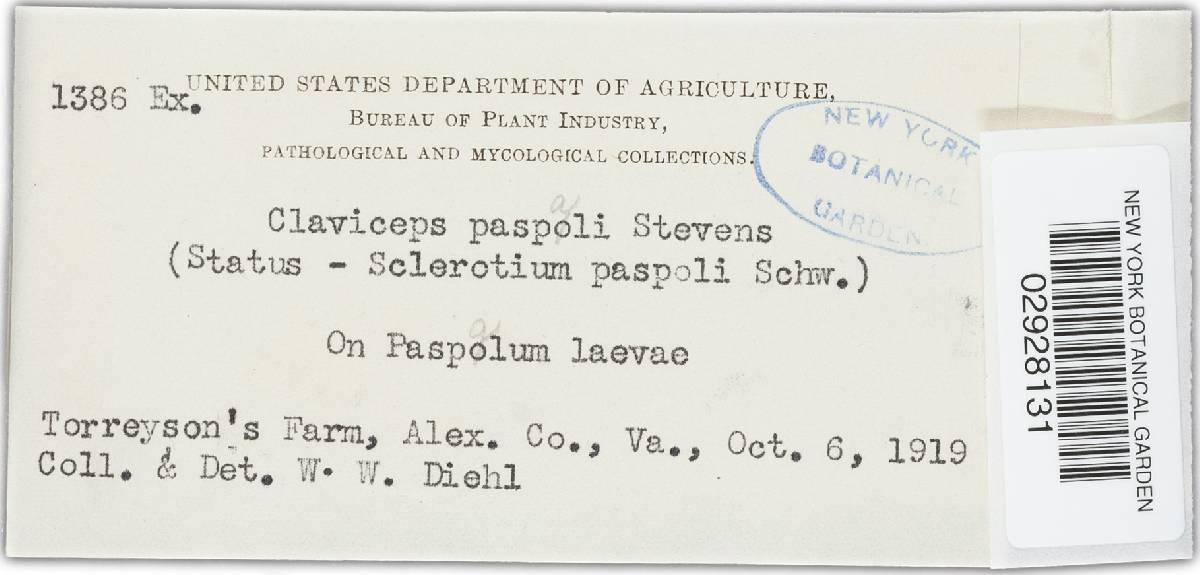 Claviceps paspali image