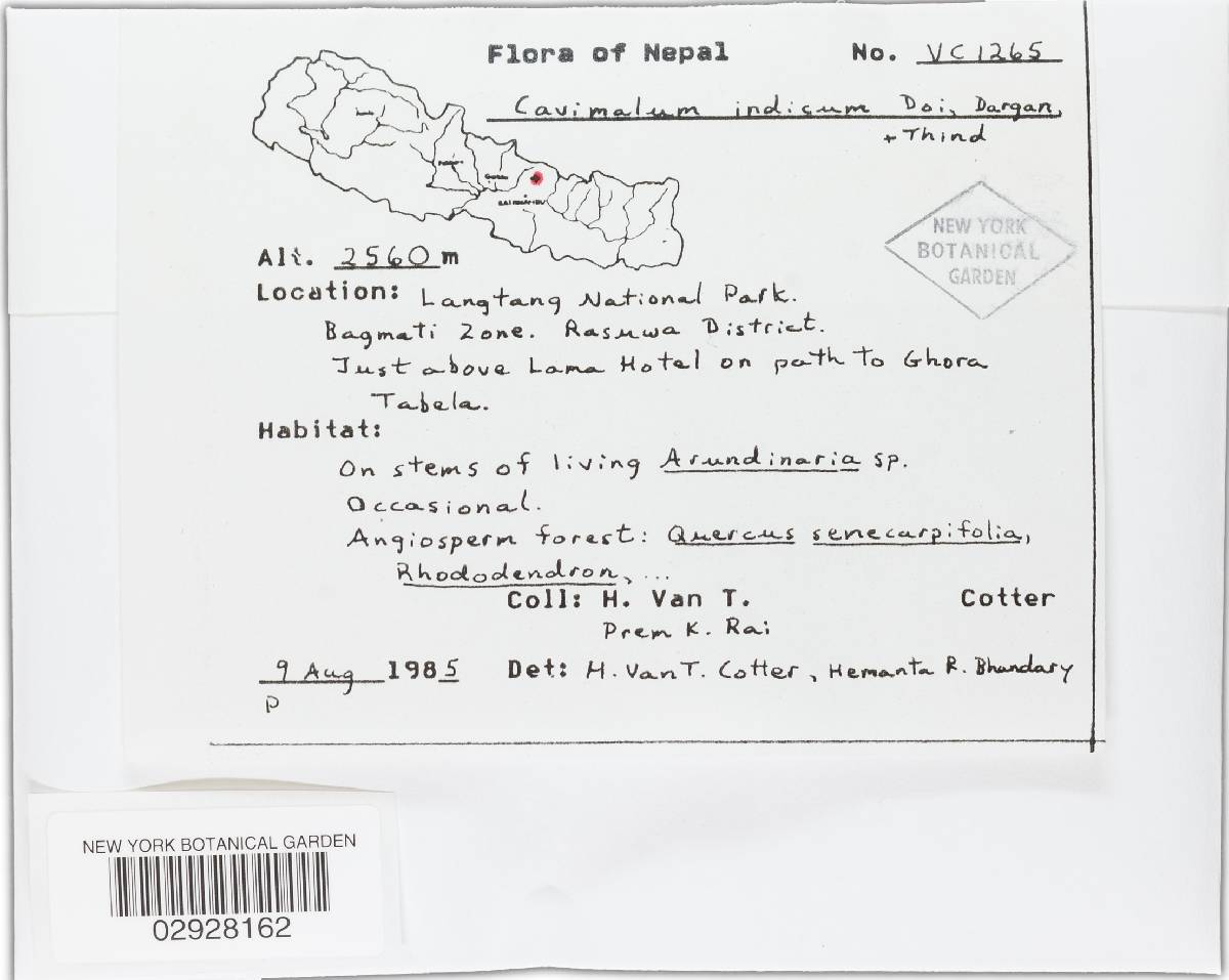 Cavimalum indicum image