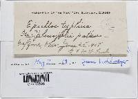 Epichloë typhina image