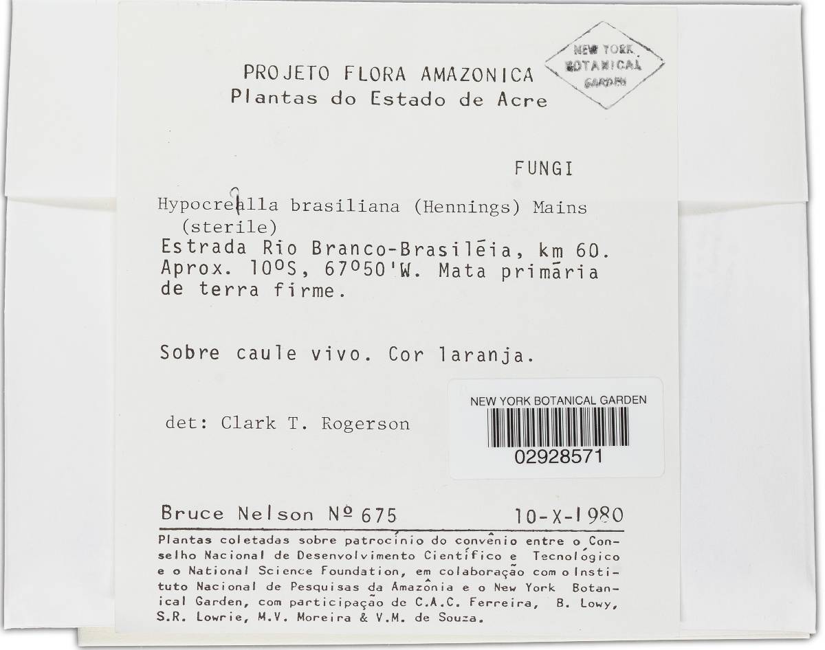 Hypocrella brasiliana image