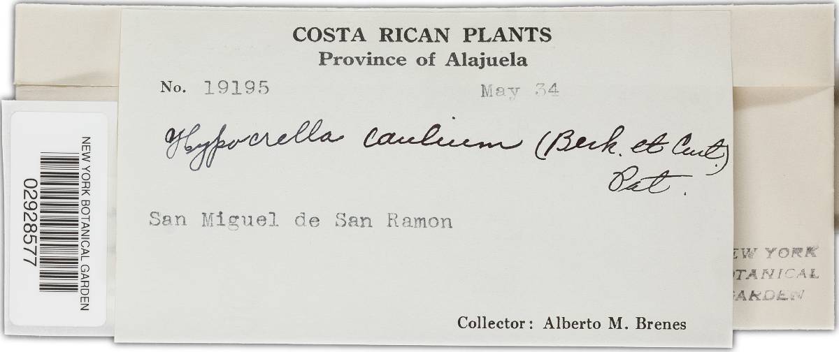 Hypocrella camerunensis image