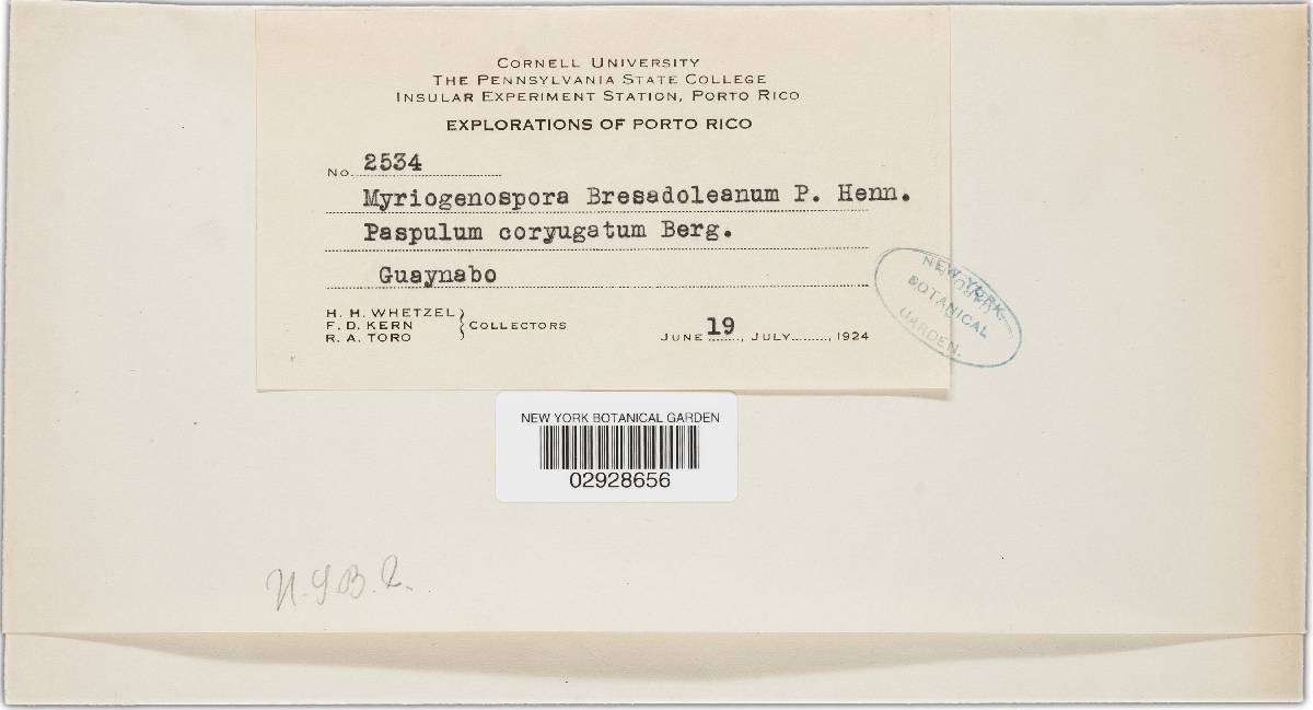 Myriogenospora bresadoleana image