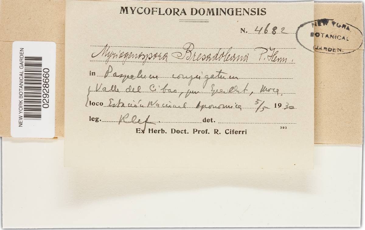 Myriogenospora bresadoleana image