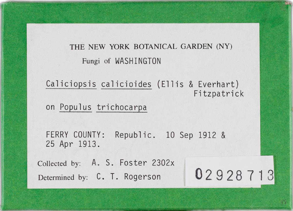 Caliciopsis calicioides image