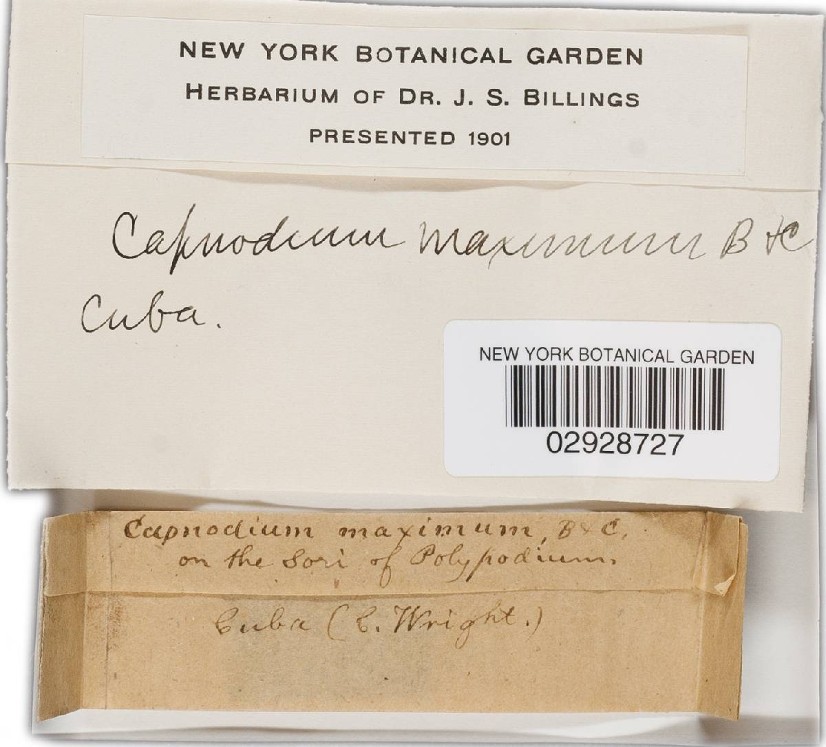 Caliciopsis maxima image