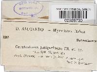 Image of Caliciopsis nigra