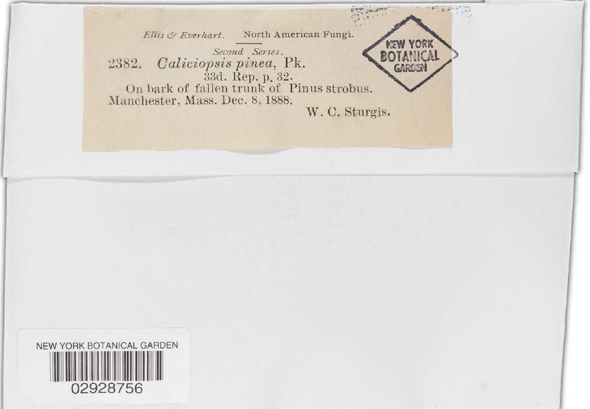 Caliciopsis pinea image