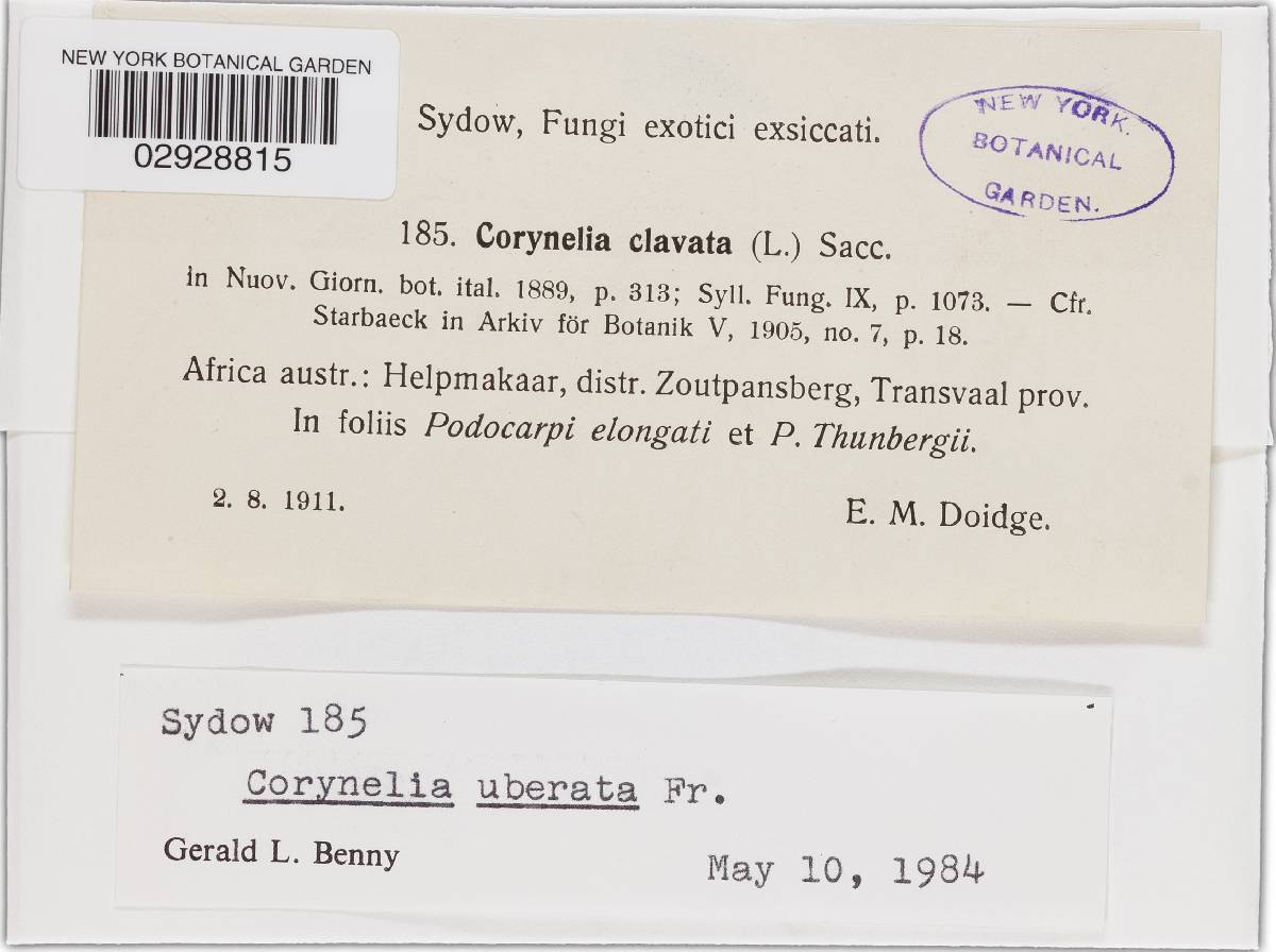 Corynelia uberata image